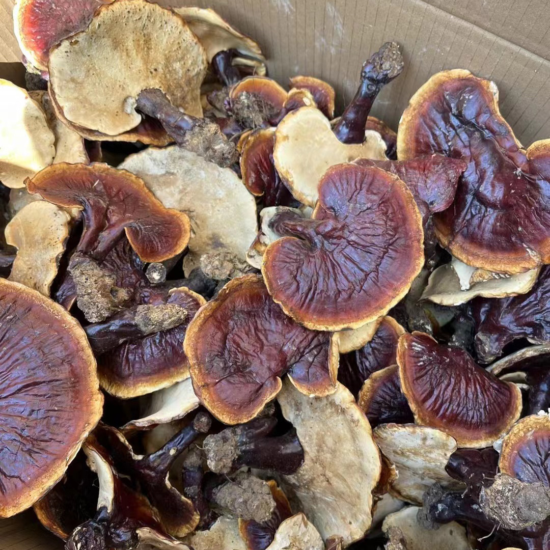 灵芝批发 西藏防野生白肉灵芝灵芝片 灵芝孢子粉 赤芝紫芝泡酒料