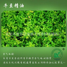 牛至精油 防虫饲料香精畜牧原料香薰化妆品香料Oregano oil