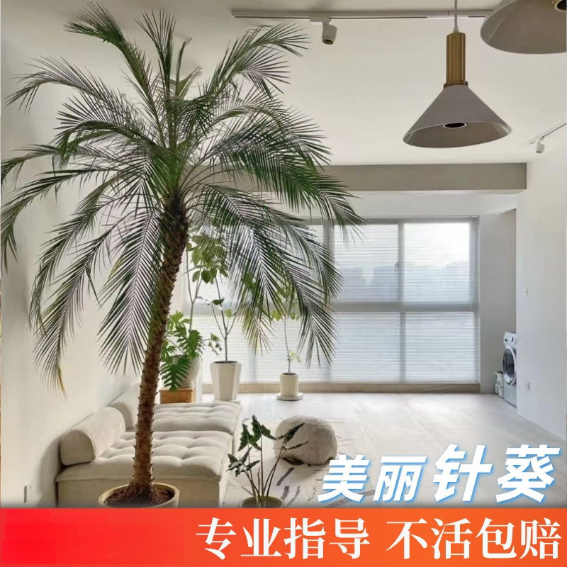 针葵树盆栽大型绿植物办公室内客厅椰子棕榈好养网红轻奢落地盆景