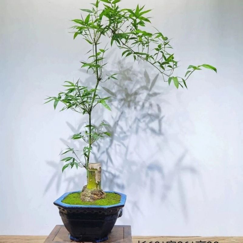 野生稀有月亮湾小叶簕竹精品岭南米竹办公室内绿植盆栽观赏勒竹子