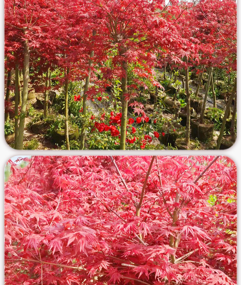 日本红枫苗三季红树苗常年红红舞姬树苗风景树庭院植物