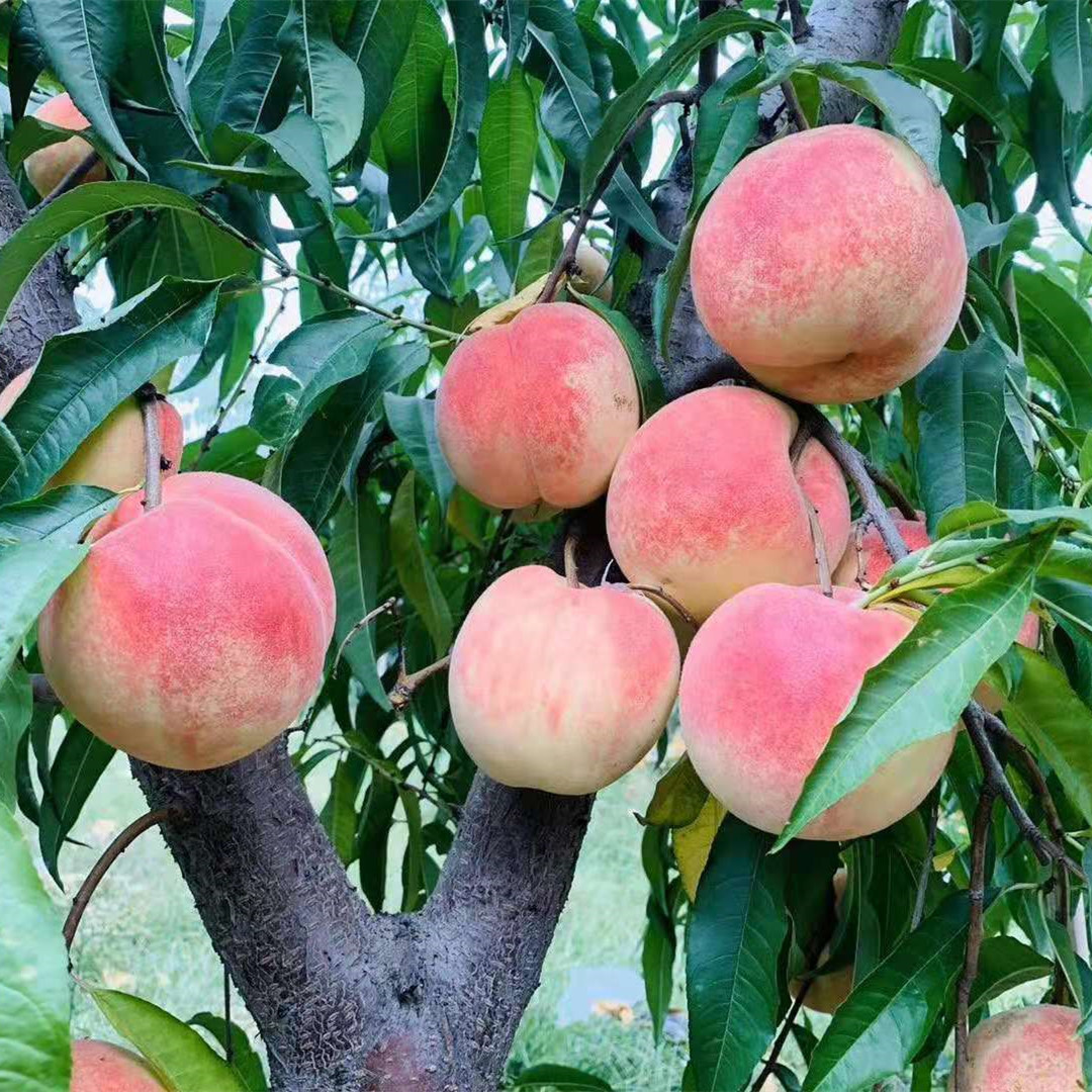 桃树苗嫁接苗南北方果树当年结果好吃果苗水蜜桃地栽