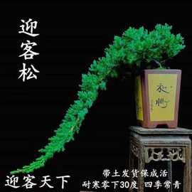 迎客松地柏盆栽铺地柏造型盆景四季常青庭院柏树苗耐寒绿化松树苗