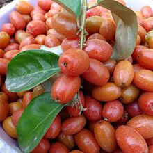 云南野生水果 临沧羊奶果 牛奶果牛虱子新鲜水果孕妇水果现摘现发