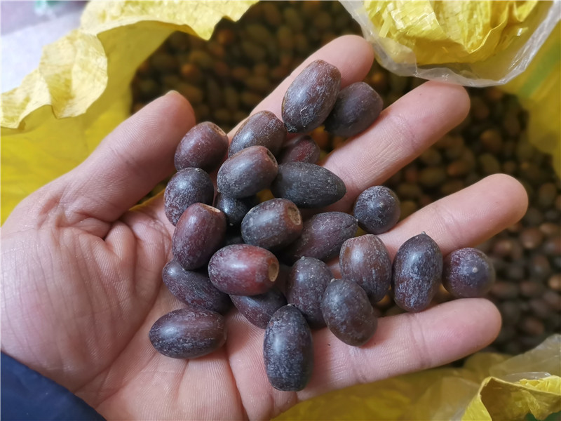 橡果子1斤 橡树子干果核 diy手工圣诞树藤环装饰 花店花艺摆件