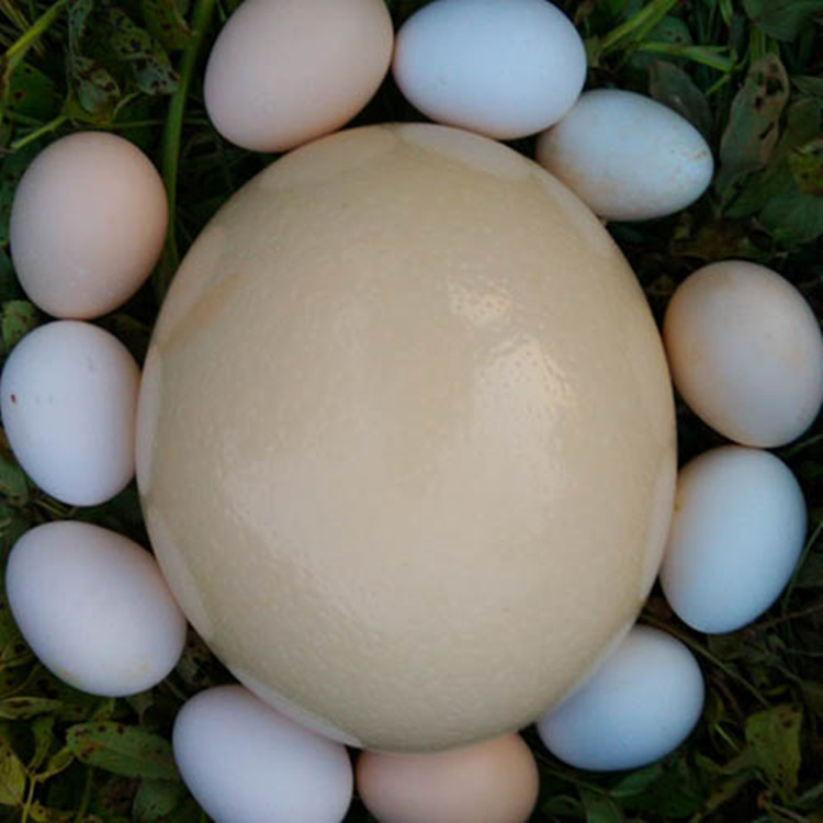 过节送礼鸵鸟蛋出售鸵鸟蛋鸵鸟养殖场孔雀蛋礼盒装受精鸵鸟蛋