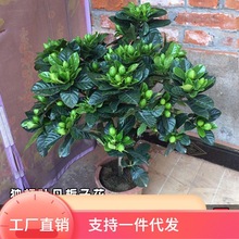 栀子花盆栽花卉植物室内带花苞阳台水培绿植浓香型大树苗四季好岷