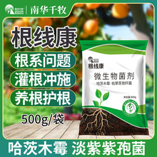 根线康淡紫紫孢菌根瘤烂根腐净农用水溶肥哈茨木霉复合微生物菌剂