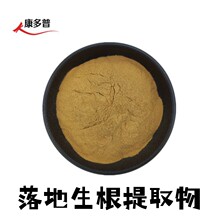 落地生根提取物10:1落地生根粉 水提热干土三七原粉/浸膏 康多普