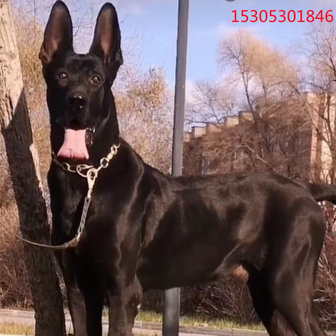 出售黑狼犬活体幼犬墨界黑狼犬家养看家护院看场地全身短毛通黑