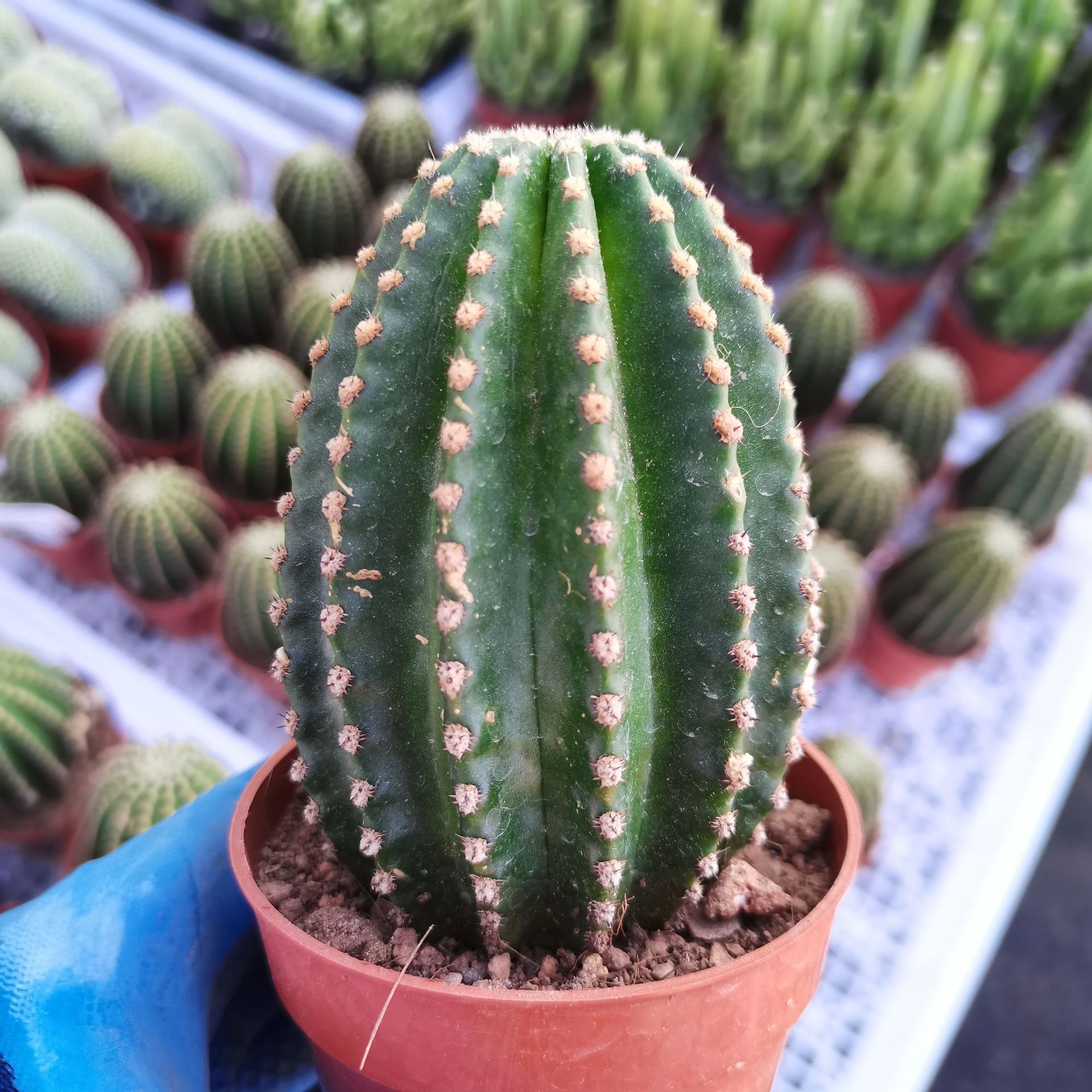 【产地直发】24装黑金刚仙人球批发 仙人球多肉组合盆栽 多肉批发