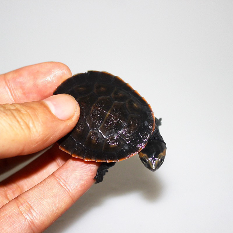 圆澳龟苗 乌龟深水混养龟蛋龟圆奥成体红腹宠物龟鱼
