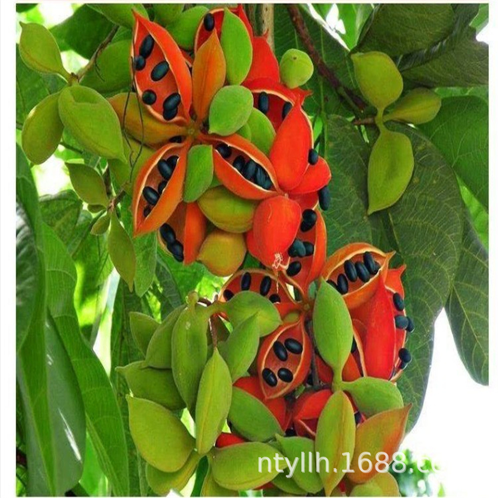 凤眼果树苗苹婆果树苗富贵子树苗频婆果树苗当年结果果树苗凤眼果