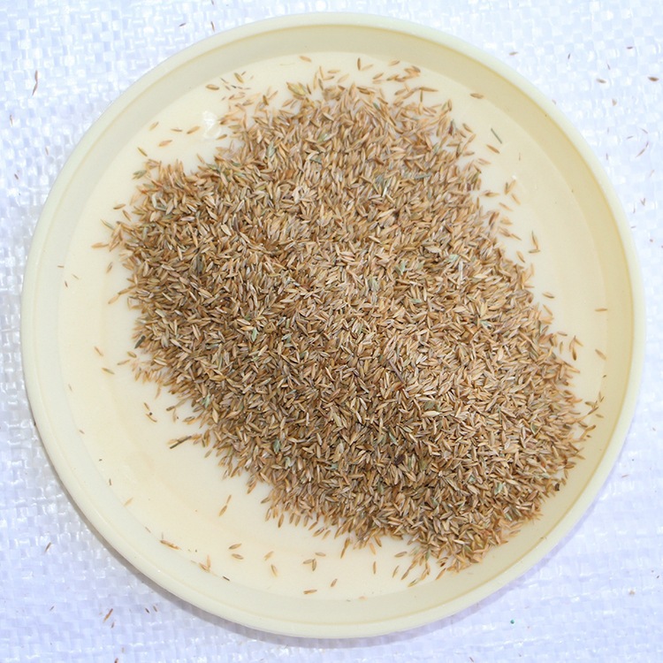 草坪种子 早熟禾种子 果岭草草坪种子早熟禾种子厂家直销