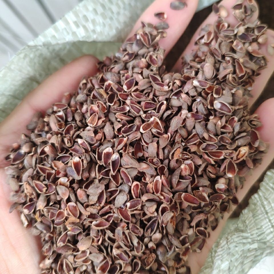 中药材柏子仁壳柏壳柏树壳实物拍摄量大从优 500g枕头填充新货