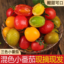 三色小番茄圣女果新鲜现摘2/4斤夏日阳光青口蜜番茄