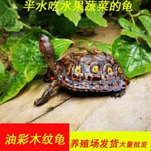 油彩木纹龟 半水龟宠物龟观赏龟吃菜龟养殖场发货大量批发