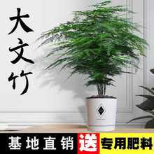 盆景吸好养种绿植花卉四季常青文竹盆栽植物大型除甲醛易活室内大