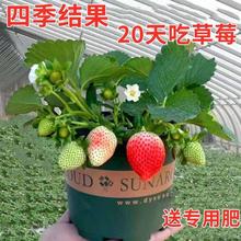 草莓苗18天结果奶油秧苗盆栽四季阳台种植南方北方种植当年结果
