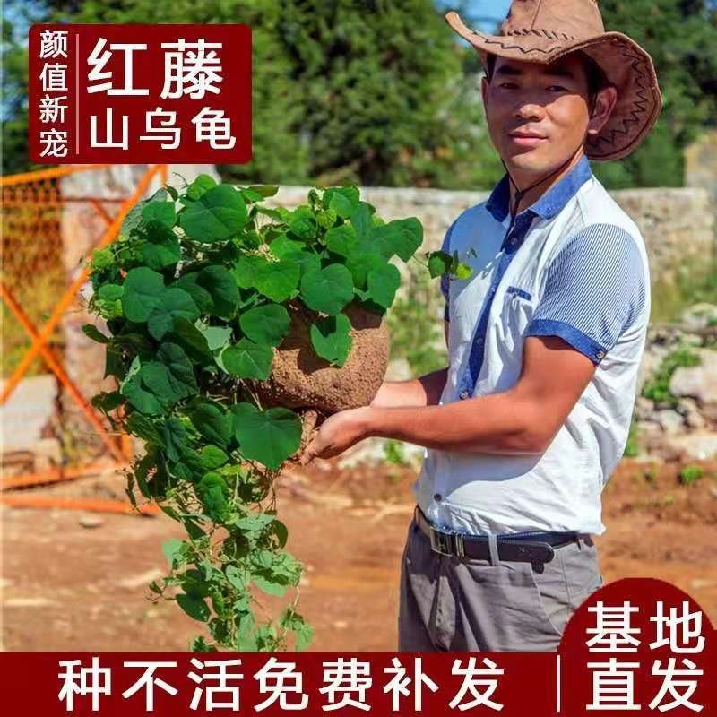 精选红藤山乌龟金不换植物办公室内圆叶多肉盆栽花卉水