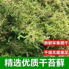 干苔藓蝴蝶兰花石斛青苔水苔铁皮种植营养土乌龟冬眠垫材育苗嫁接