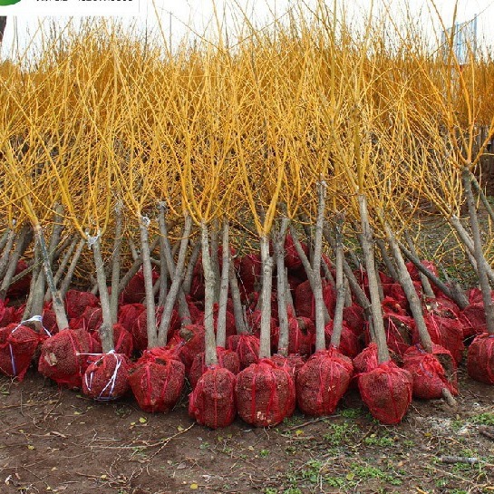 国槐树庭院黄金槐刺槐龙爪槐大小苗槐花绿化苗双季槐树工程苗