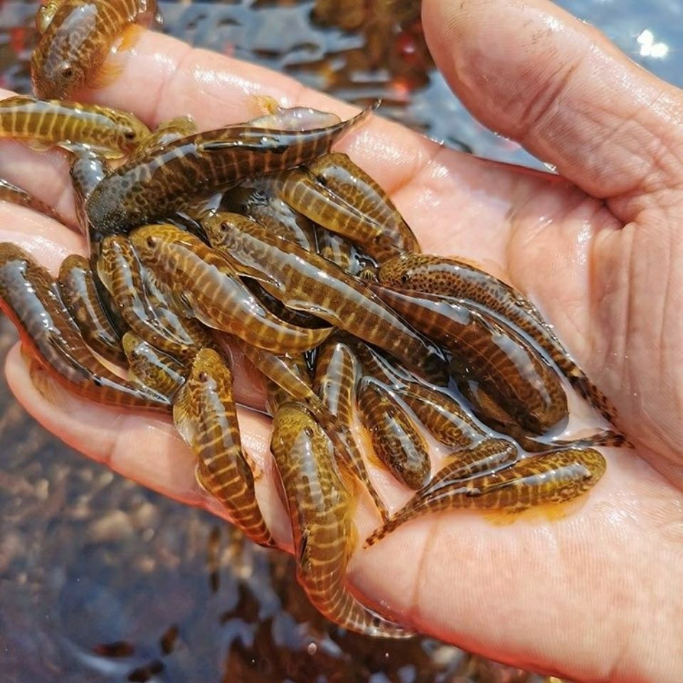 双吸盘冷水清道夫贵州爬岩鳅除藻不加温琵琶鱼吸鳅鱼缸清洁工具鱼