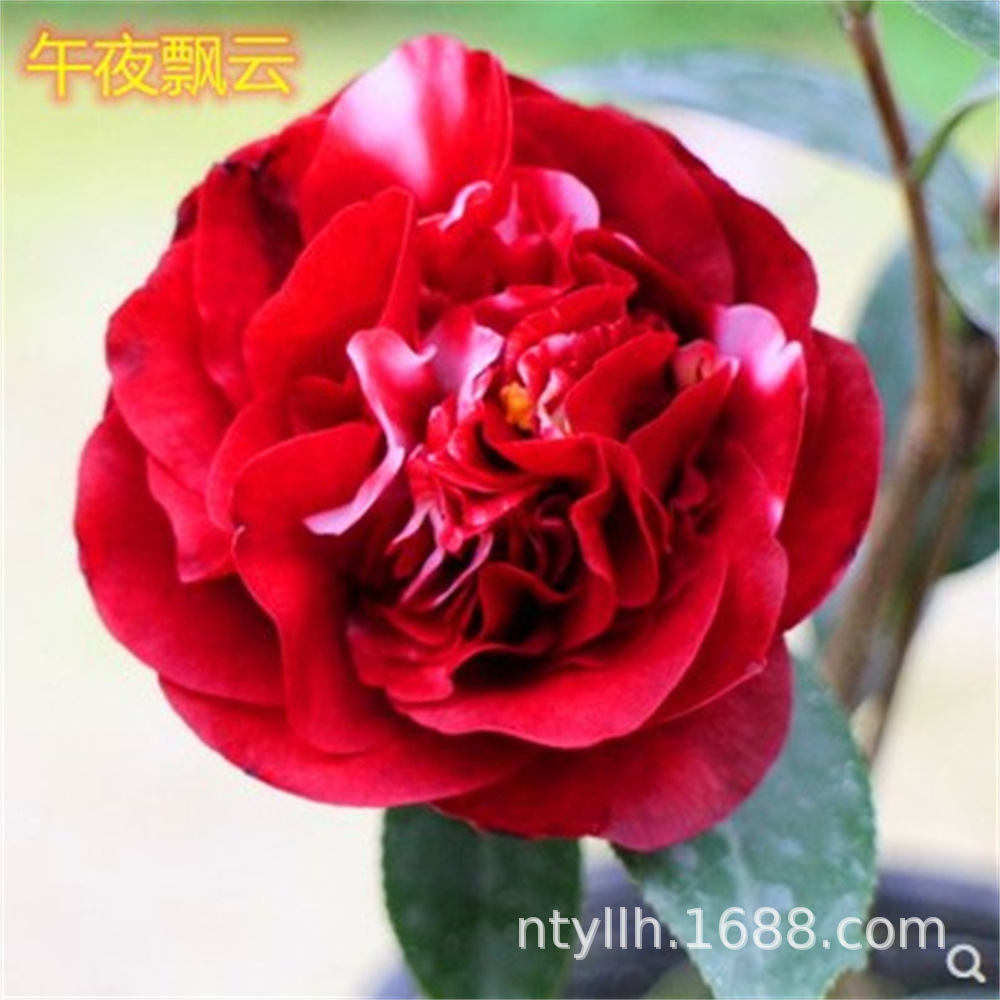 午夜飘云茶花盆栽树苗福建龙岩经典名贵新品种黑红色蜡质感庭院花