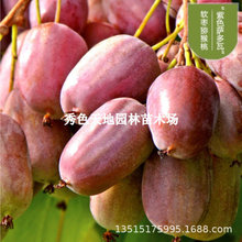 软枣猕猴桃树果苗紫色萨多瓦软枣猕猴桃苗奇异莓树苗东北圆枣子树