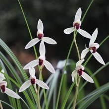 包邮当年开花老种莲瓣兰【丹顶鹤】兰花苗阳台浓香花卉绿植盆栽