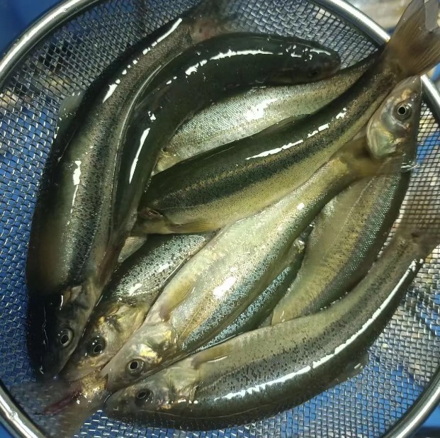 【顺丰包邮】柳根鱼东北特产冷水柳根鱼野生河鱼杂鱼鲜活速冻发货