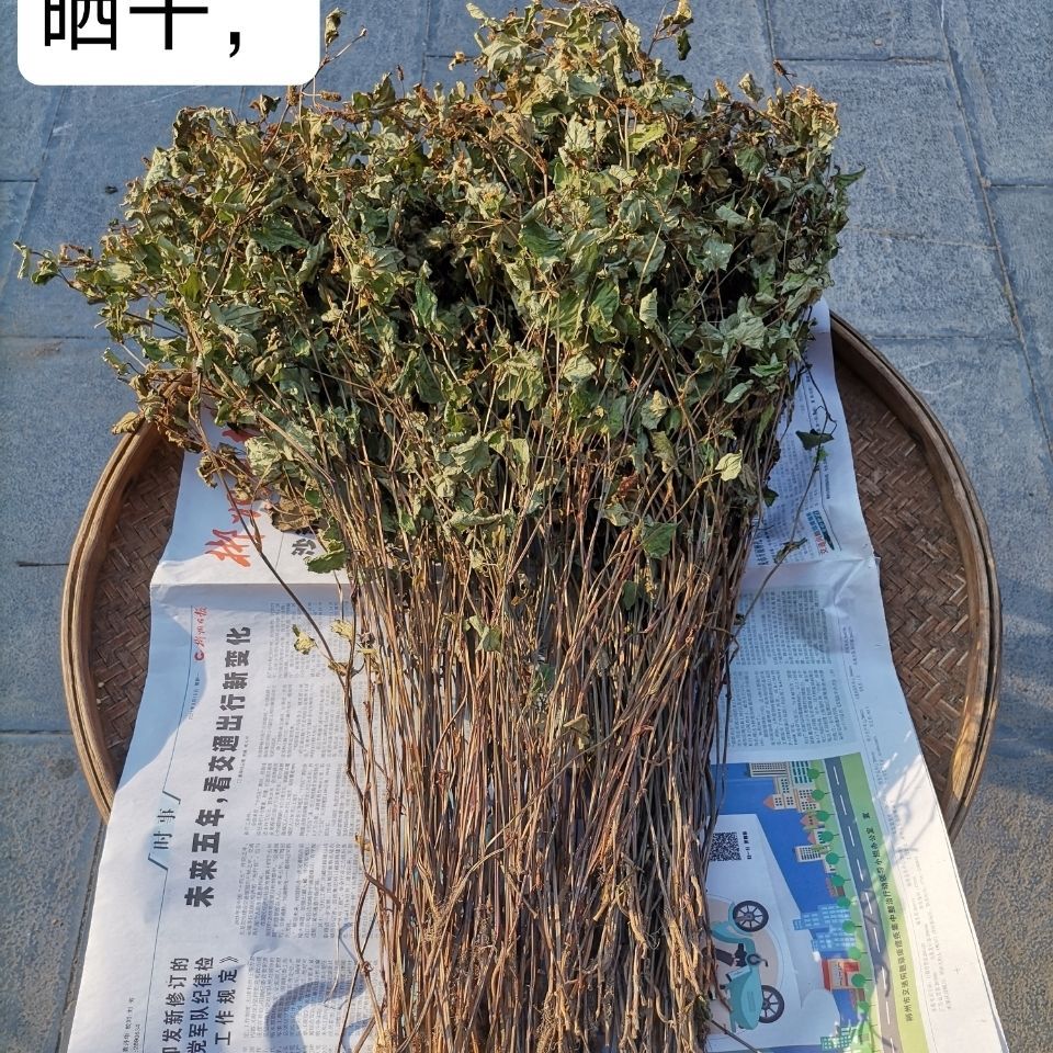 包邮年新货鱼腥草干太阳晒干野生鱼腥草整棵500克包邮-阿里巴巴