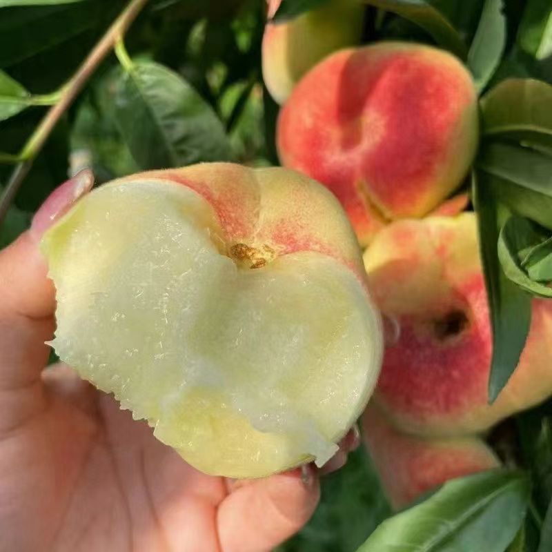 陕西王母蟠桃 露天毛蟠桃现摘奶油毛蟠桃桃子新鲜水果当季扁桃5斤