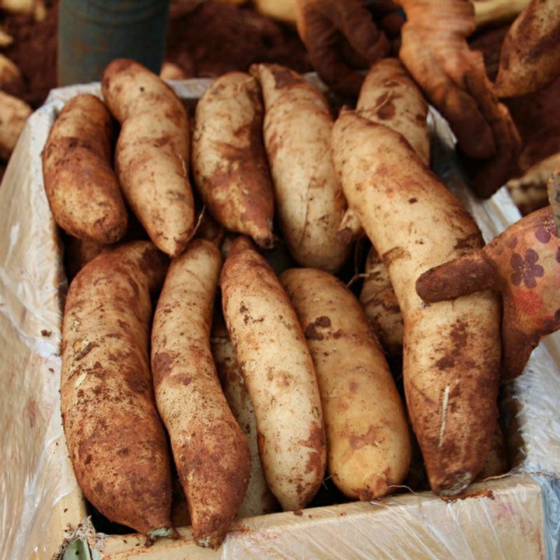 云南天山雪莲果3斤5斤10斤新鲜水果一整箱批发价休闲水果-阿里巴巴