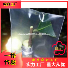 嫁接专用套袋果树保湿袋保温袋透明透光花木树苗盆栽嫁接塑料套袋