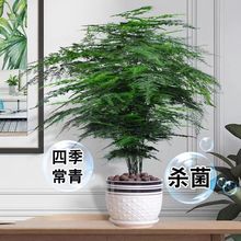 文竹大盆栽植物室内大型盆景吸文松四季常青绿植花卉云竹大苗