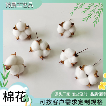 天然棉花干花木杆棉花头 棉花插花摆件工艺品装饰花花材厂家批发