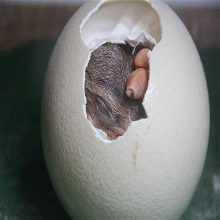 一年的非洲鸵鸟多少钱 产蛋鸵鸟价格 非洲鸵鸟苗 澳洲鸸鹋 鸵鸟蛋