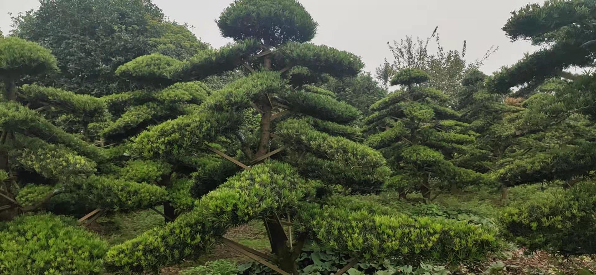精品罗汉松造型树园林工程绿化行道庭院树 规格齐全湖南基地直销