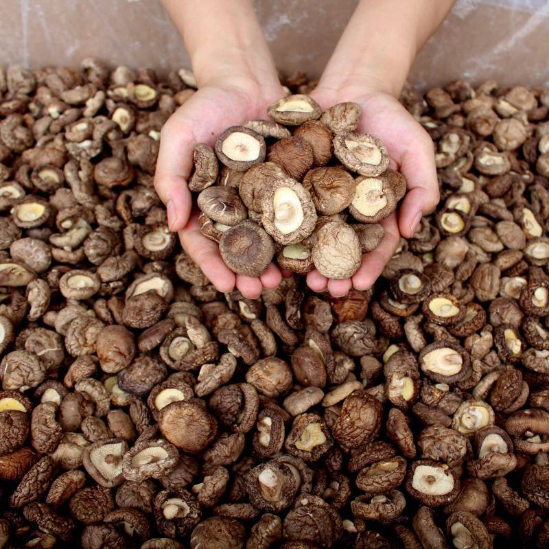 批发香菇干货2斤野生蘑菇菌种菌类木耳冬菇花菇金针菇土特产150批