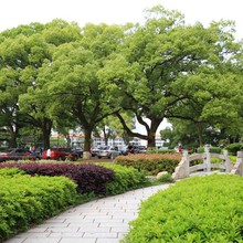 大叶樟香种子 香樟树苗 小叶香樟种子 樟树种子 樟树籽 香樟树苗