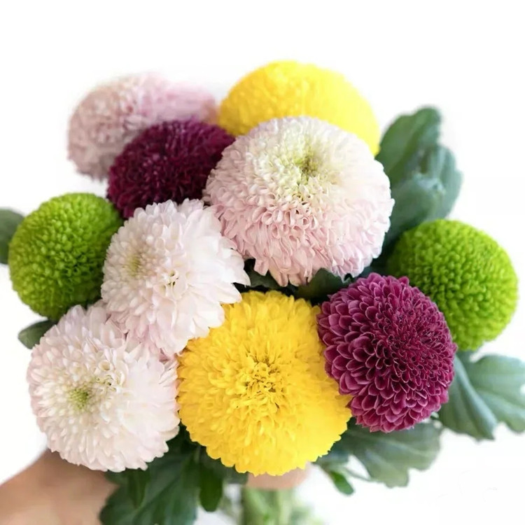 云南昆明产地乒乓菊鲜花批发 花店婚庆用真花家庭插花 水养鲜切花