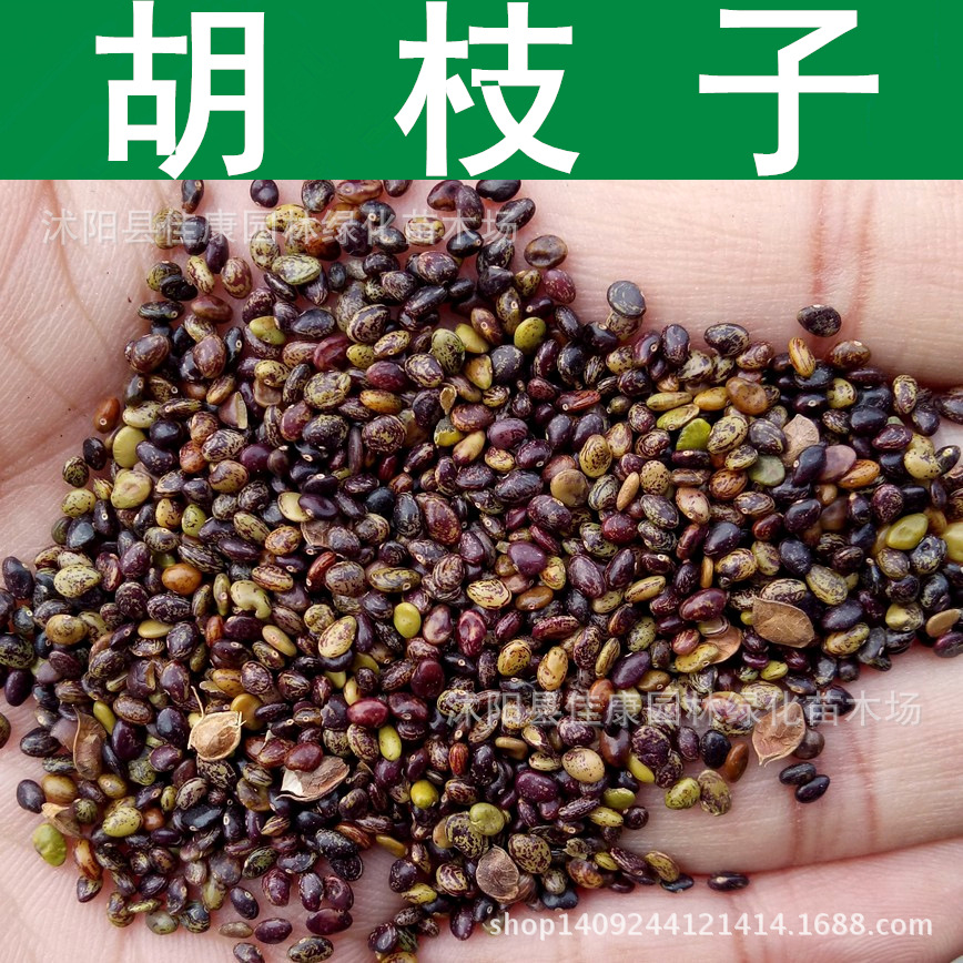 林木种子胡枝子种子胡枝条苕条种子美丽胡枝子1件1斤