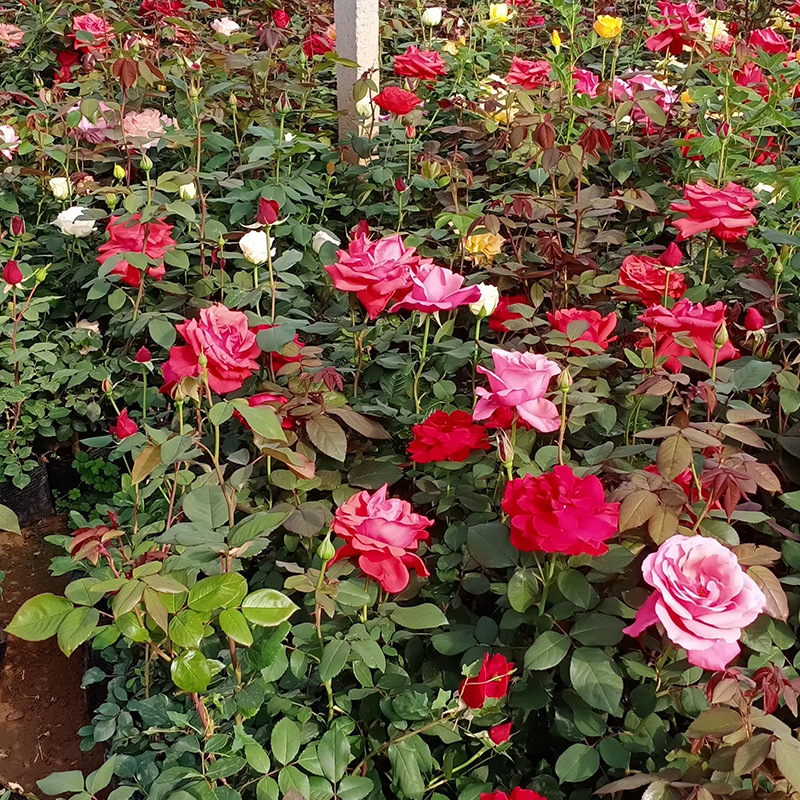 品种月季地栽月季苗公园小区工程绿化灌木玫瑰蔷薇青州基地批发