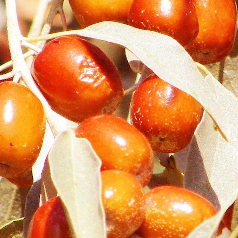 沙枣袋新疆大沙枣干净新货沙枣沙漠枣非甘肃宁夏特产