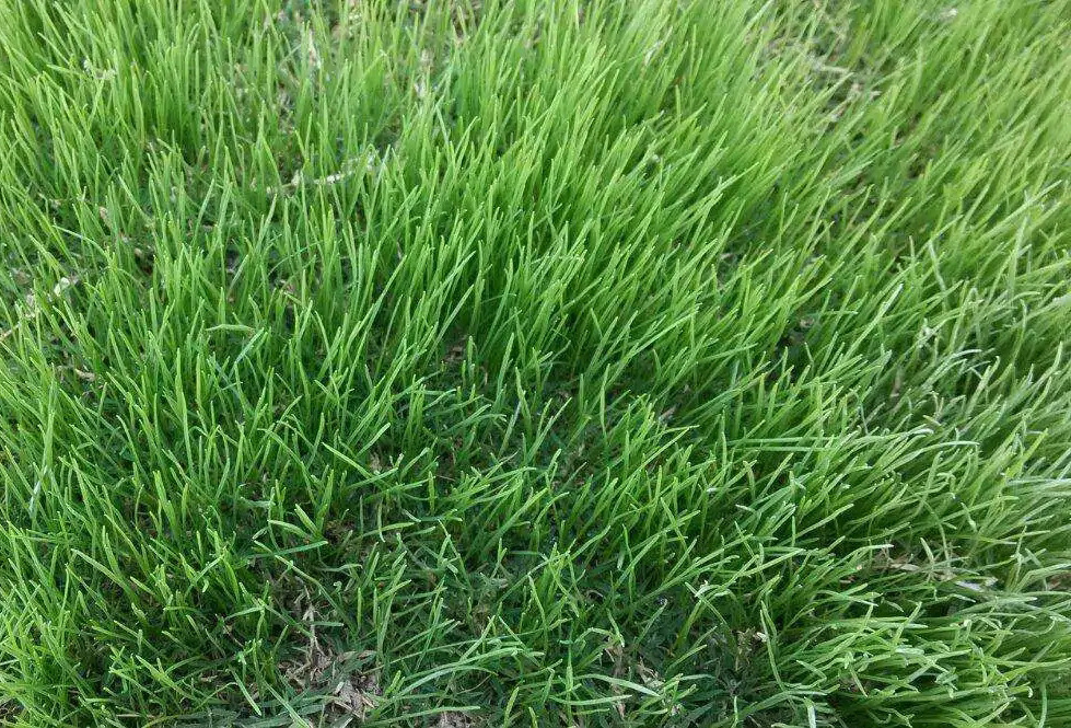 草种多年生黑麦草草种耐寒耐旱园林景区价格优惠中华细叶结缕草坪混播