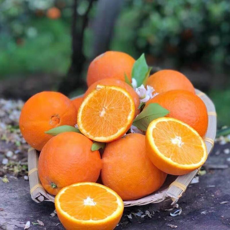 湖北秭归伦晚脐橙