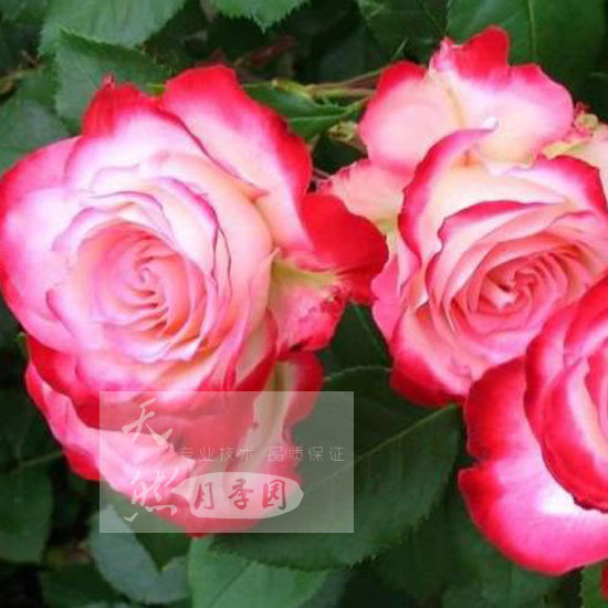 经典月季 樱桃派对 月季 新品
