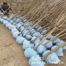 石榴树1-5年庭院盆栽地栽泰山红石榴树苗 突尼斯软籽树苗