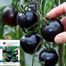 黑珍珠番茄种子农田菜园盆栽果肉厚脆嫩紫黑钻石小西红柿籽250粒